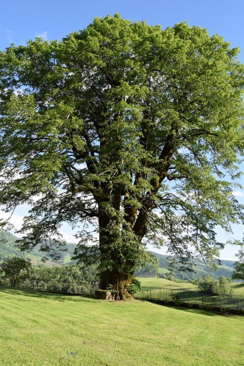 Gite 4 Personnes Dans Le Cantal Animaux Bienvenus Lascelle Εξωτερικό φωτογραφία